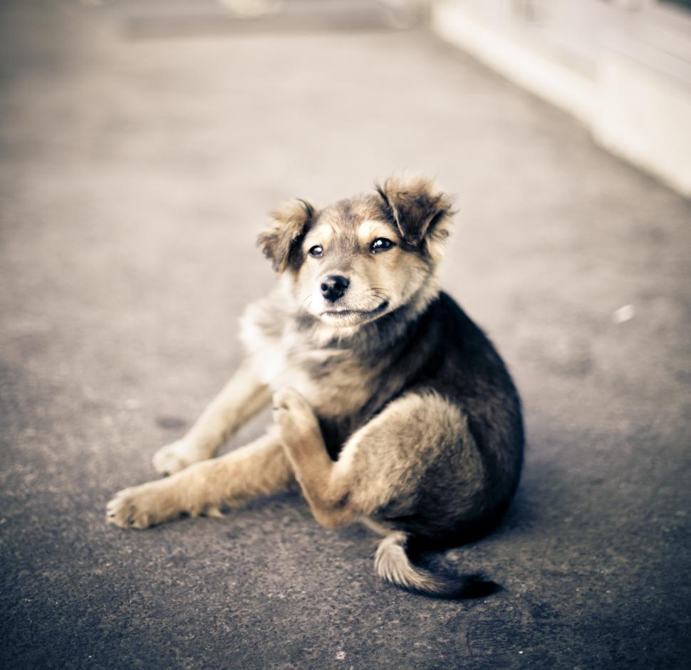 Free Stock Photo Of A Dog Sitting On The Ground 