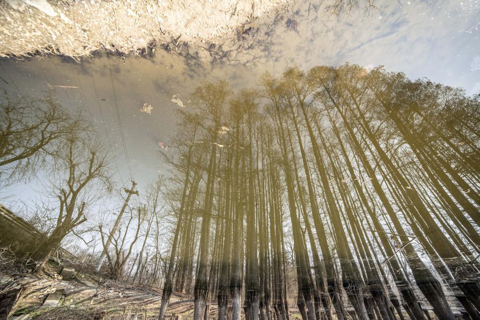 Free Image of A reflection of trees in a pond 