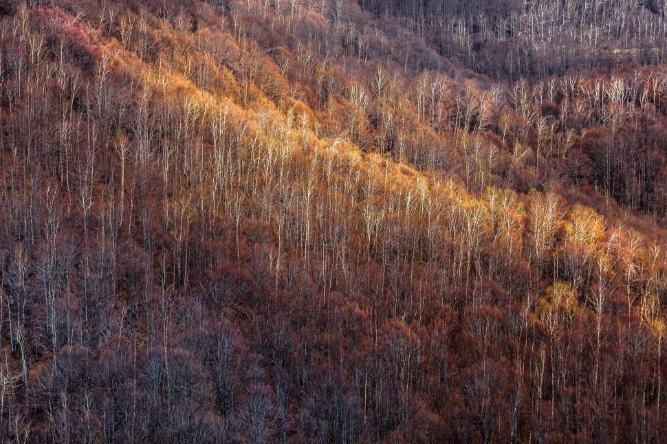 Free Image of A forest of trees with brown and yellow leaves 
