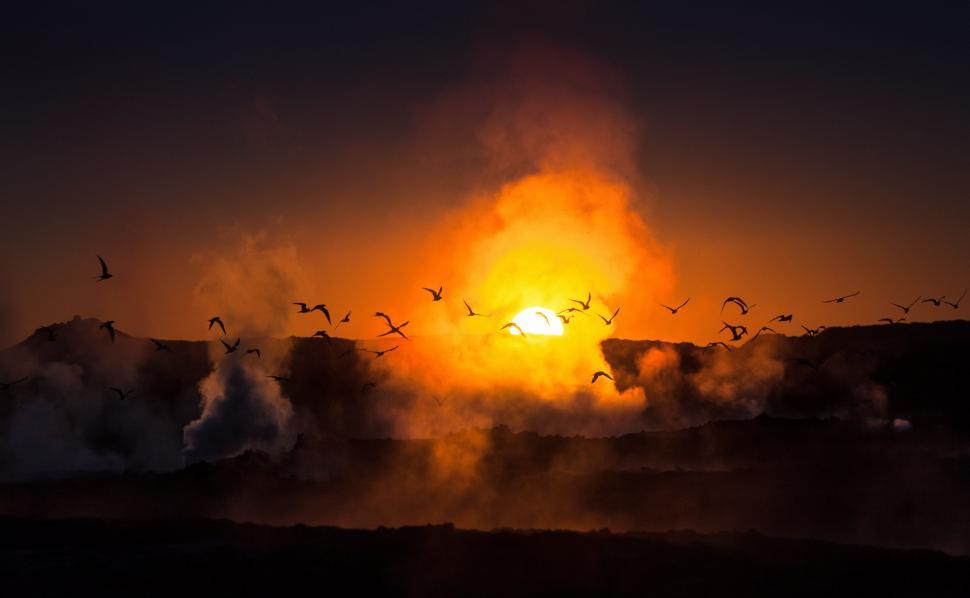 Free Image of Birds flying in the sky 