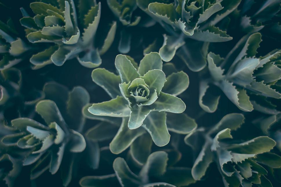 Free Image of A close up of a plant 