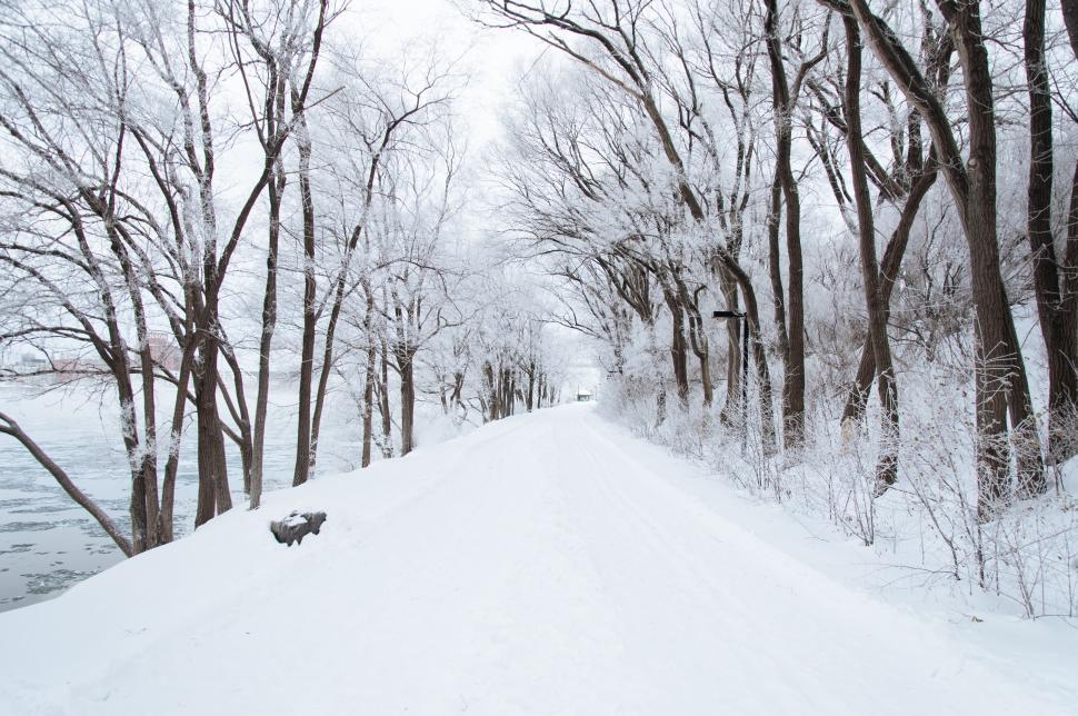 Free Image of A snowy road with trees and water 