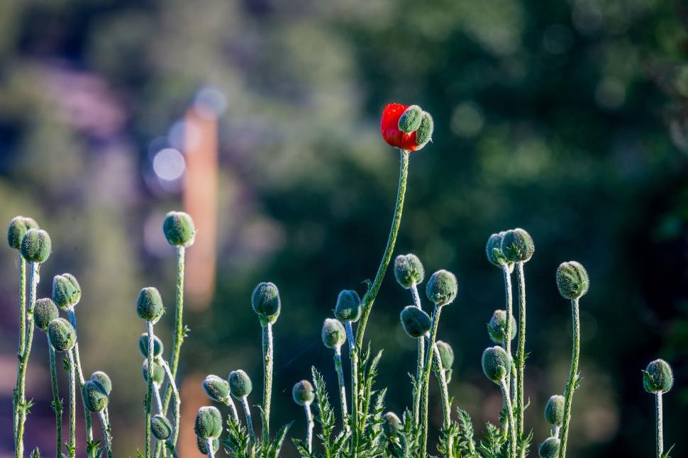 Free Image of A red flower on a stem 
