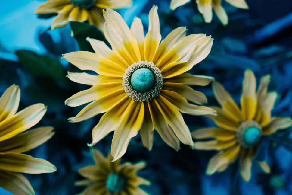 Free Image of A close up of yellow flowers 