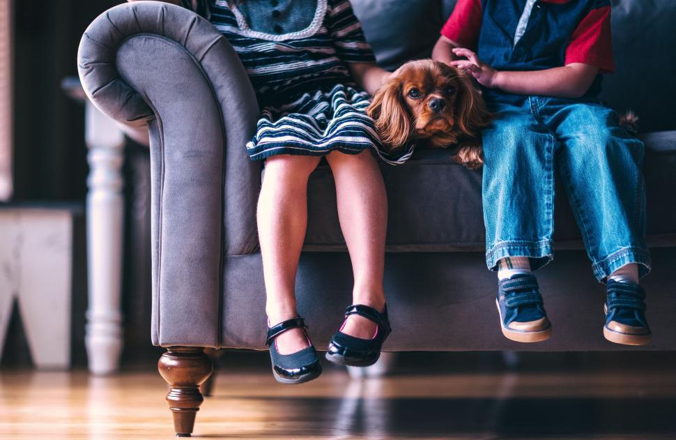 Free Image of A dog sitting on a couch 