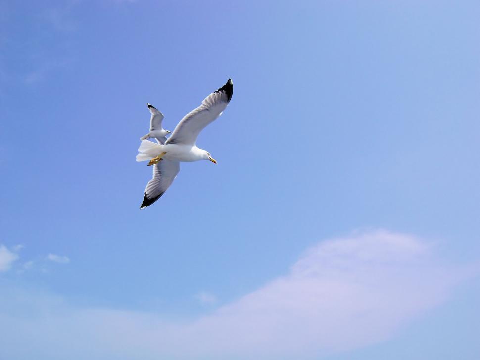 Free Image of Flying Seagulls 