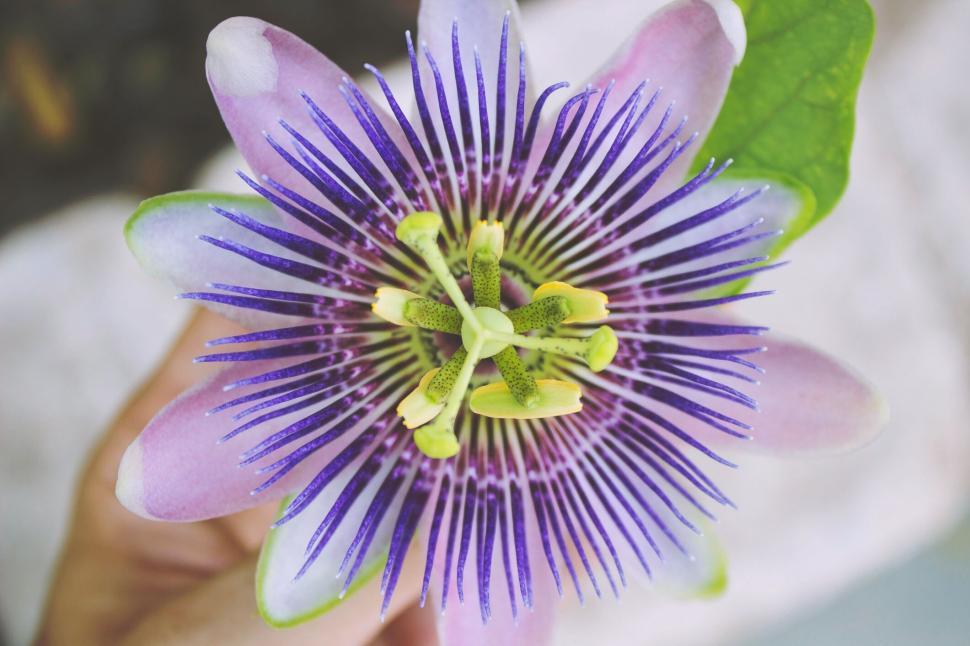 Free Image of A purple flower with green stems 