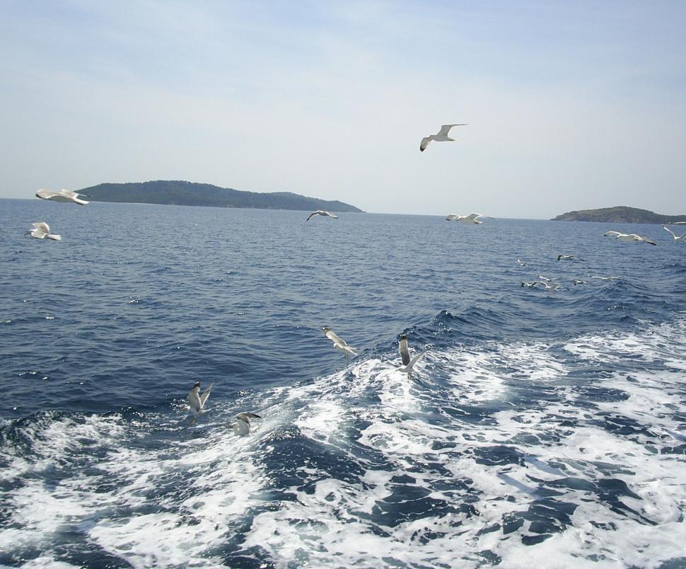 Free Image of Flying Seagulls 