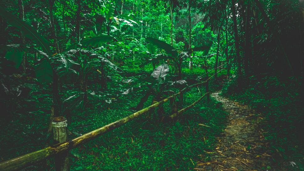 Free Image of A path through a forest 