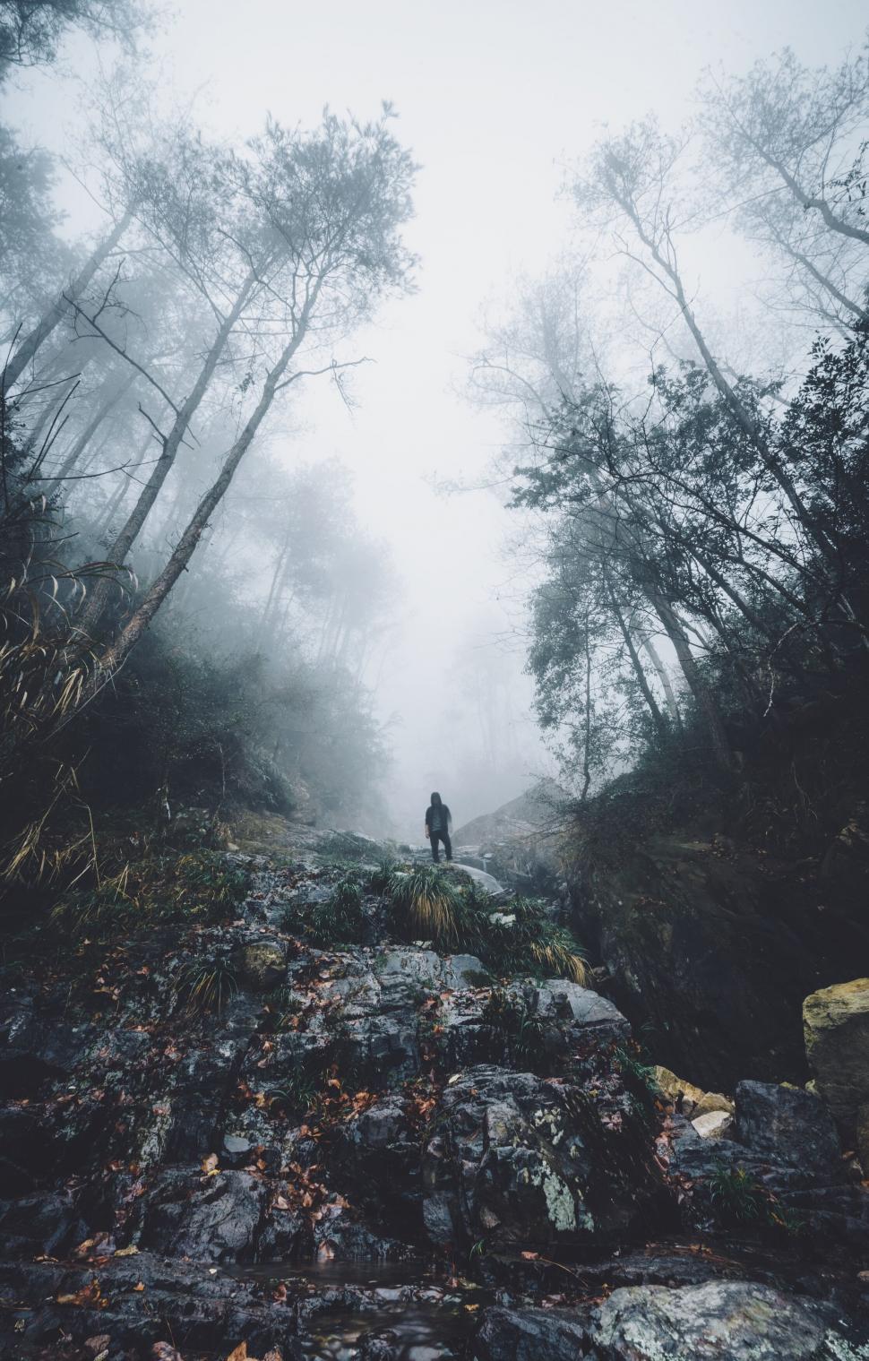 Free Image of A person standing on a rocky path in a forest 