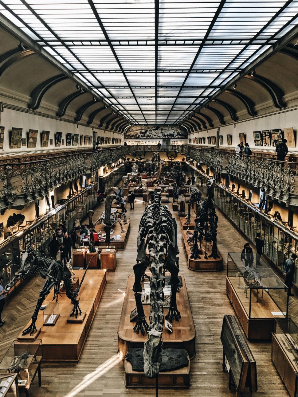 Free Image of A room with many skeletons of dinosaurs 