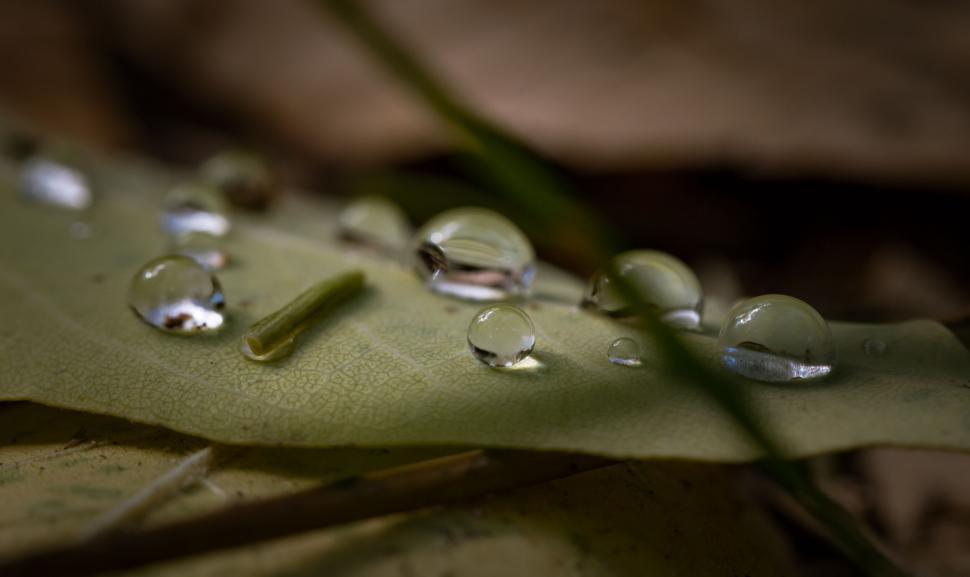 Free Image of Water droplets on a leaf 