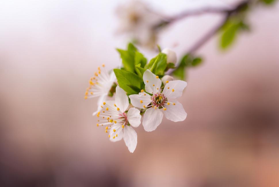 Free Image of A close up of a flower 