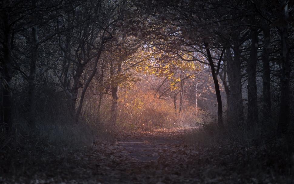 Free Image of A path through a forest 