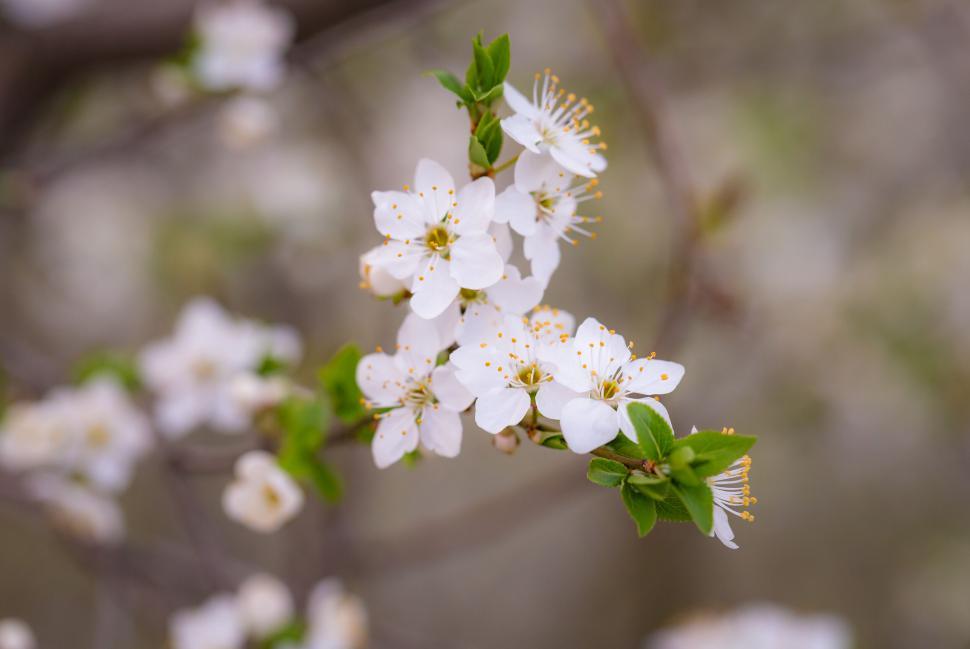 Free Image of A close up of a white flower 
