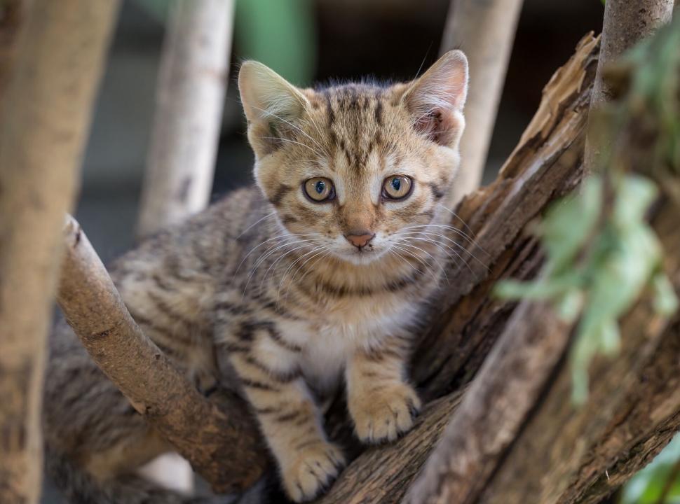 Free Image of A cat sitting on a tree branch 