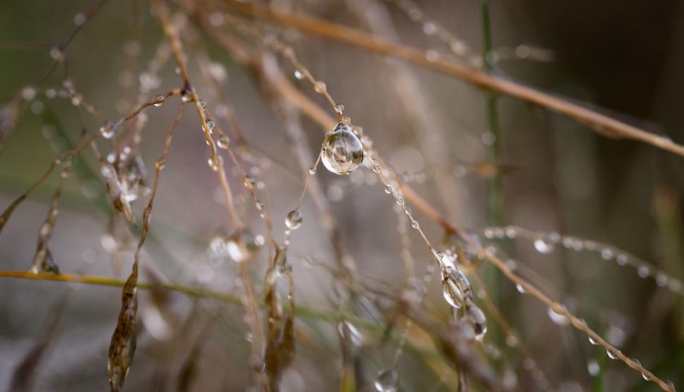 Free Image of Water droplets on a plant 