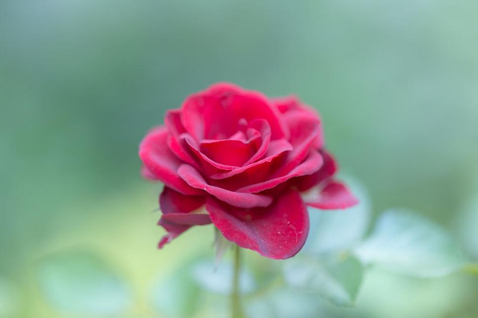 Free Image of A close up of a rose 