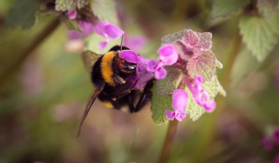 Free Image of A bee on a flower 