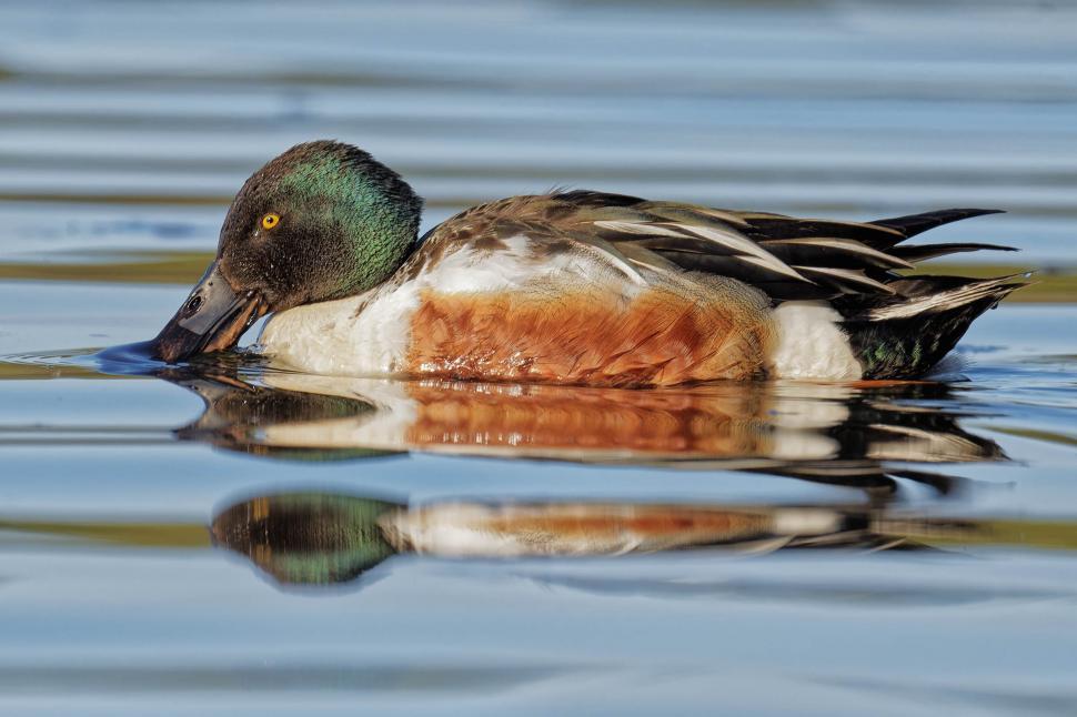 Free Image of Northern Shoveler 
