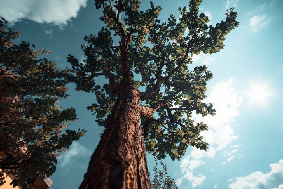 Free Image of A tree with green leaves 