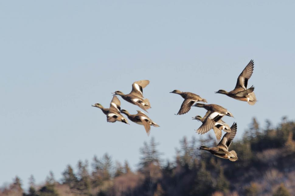 Free Image of American Wigeon 