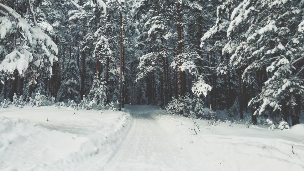 Free Image of A snowy path in a forest 