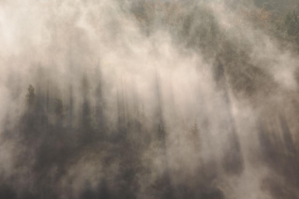 Free Image of Foggy forest with trees and fog 
