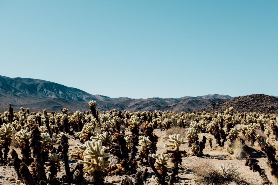 Free Image of A cactus plants in a desert 