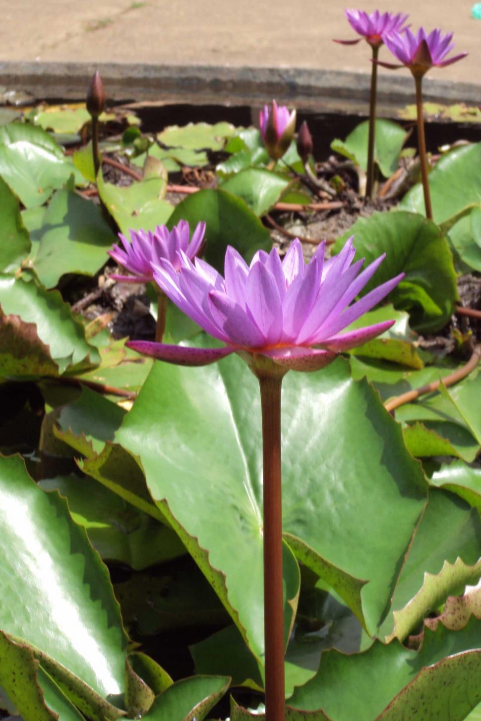 Free Image of Close Up of a Purple Flower on a Plant 