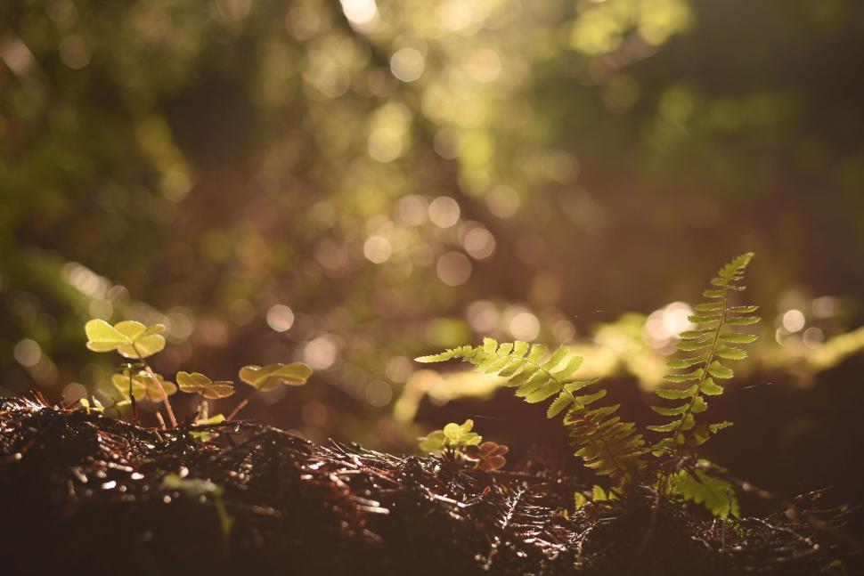 Free Stock Photo of A close up of plants | Download Free Images and Free  Illustrations