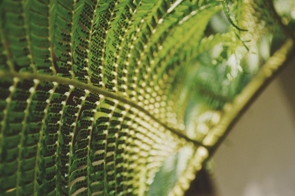Free Image of Sunlight filtering through a green leaf 