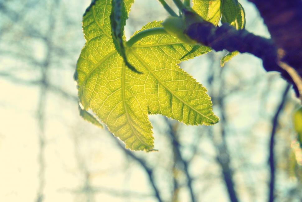 Free Image of Close-up of a vibrant green leaf 