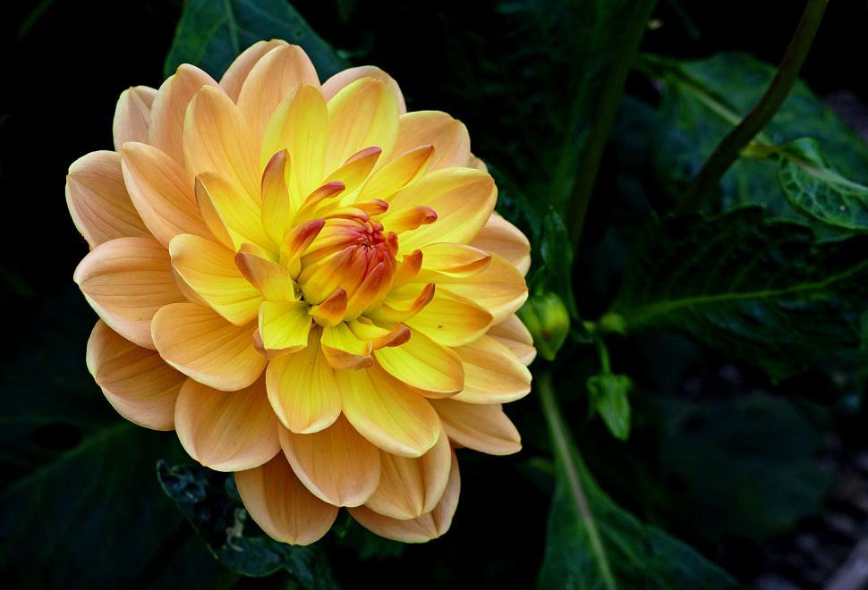 Free Image of Yellow dahlia flower in full bloom 