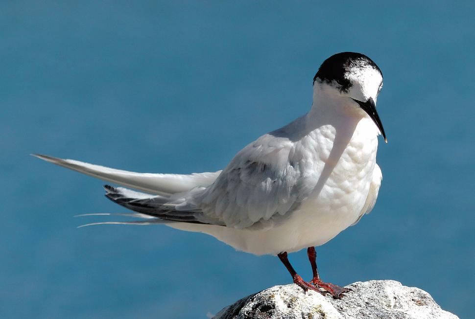 Free Image of White seagull perching on a rock 