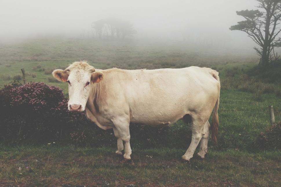 Free Image of Cow standing alone in a foggy pasture scene 
