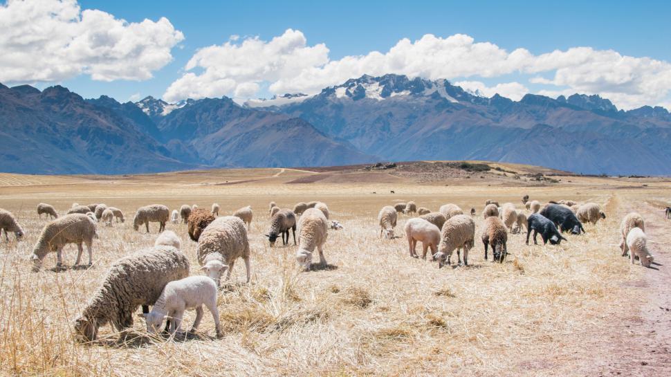 Free Image of Herd of sheep grazing in mountainous field 