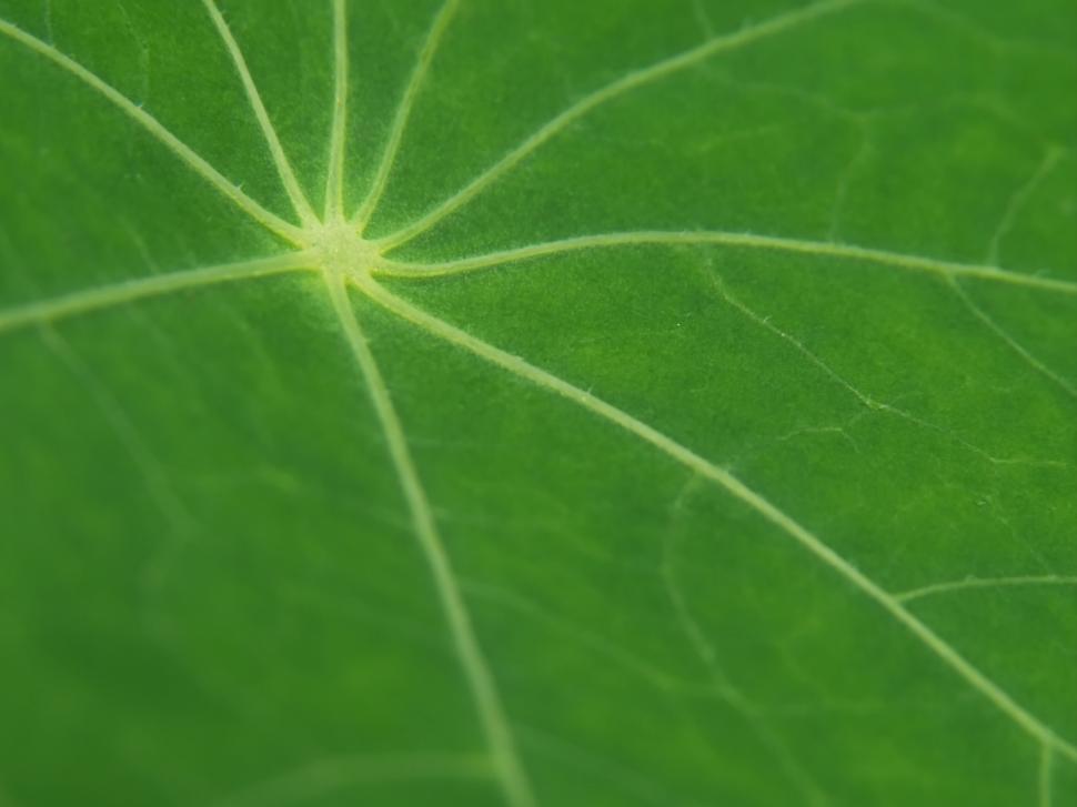 Free Image of Close-up of vibrant green leaf texture 