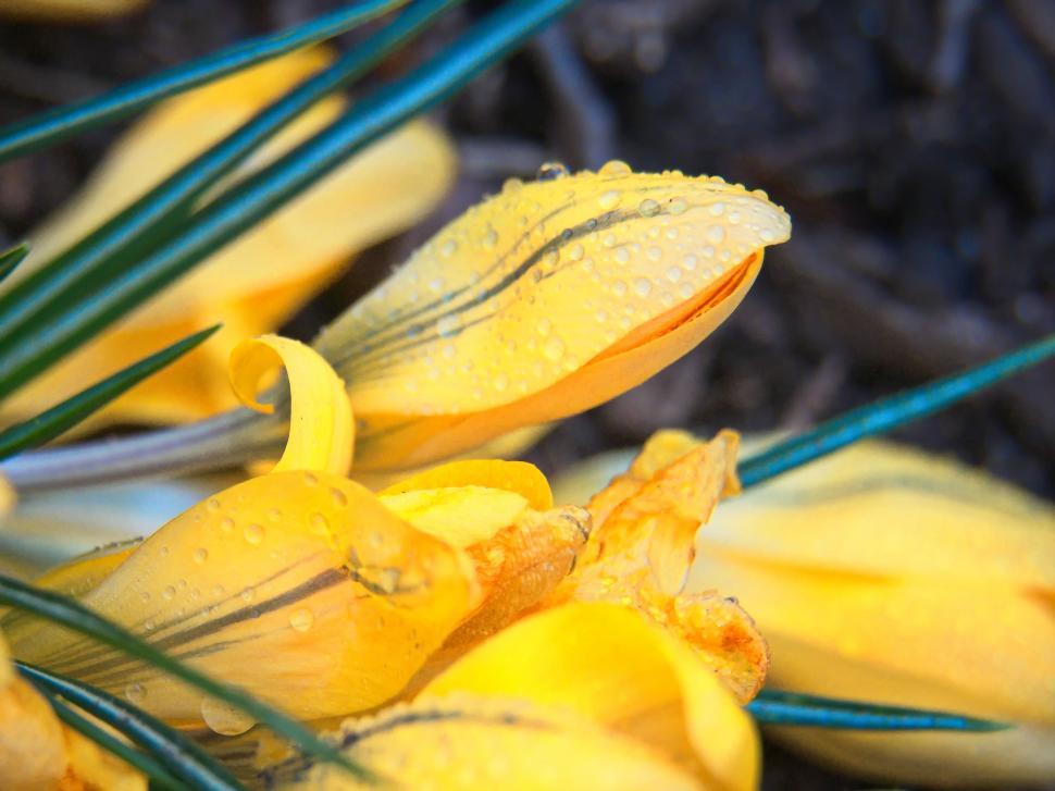 Free Image of Vibrant yellow crocuses wet with morning dew 