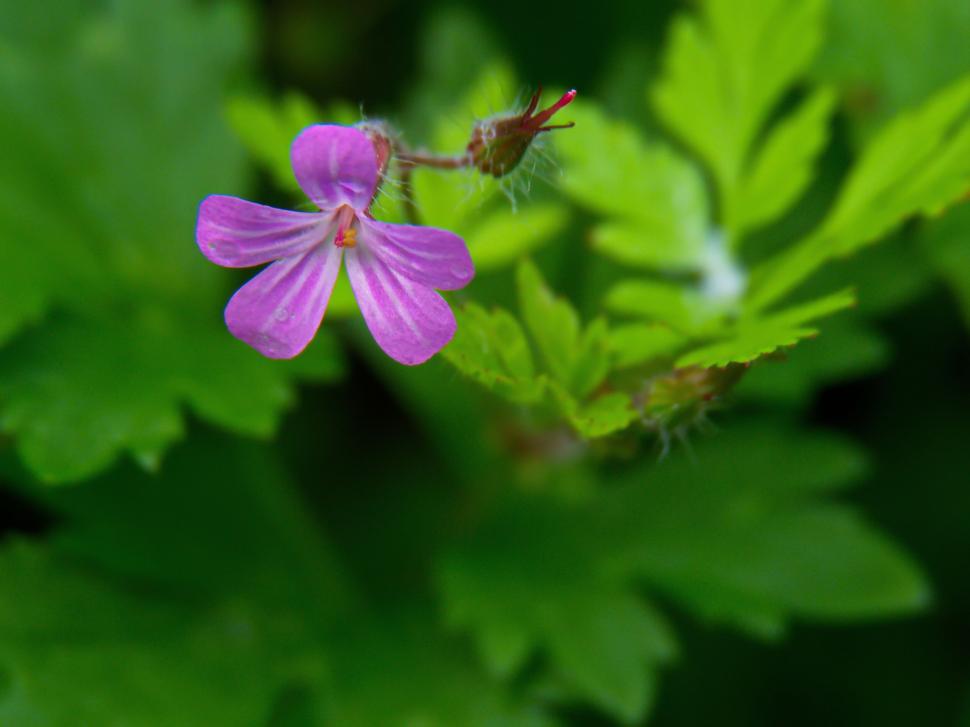 Free Image of Vibrant purple flower among lush green leaves 