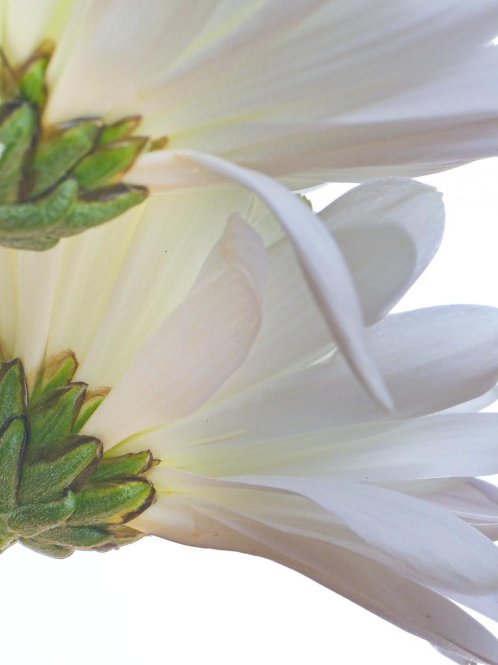 Free Stock Photo of Backlit white flower with green sepals | Download ...