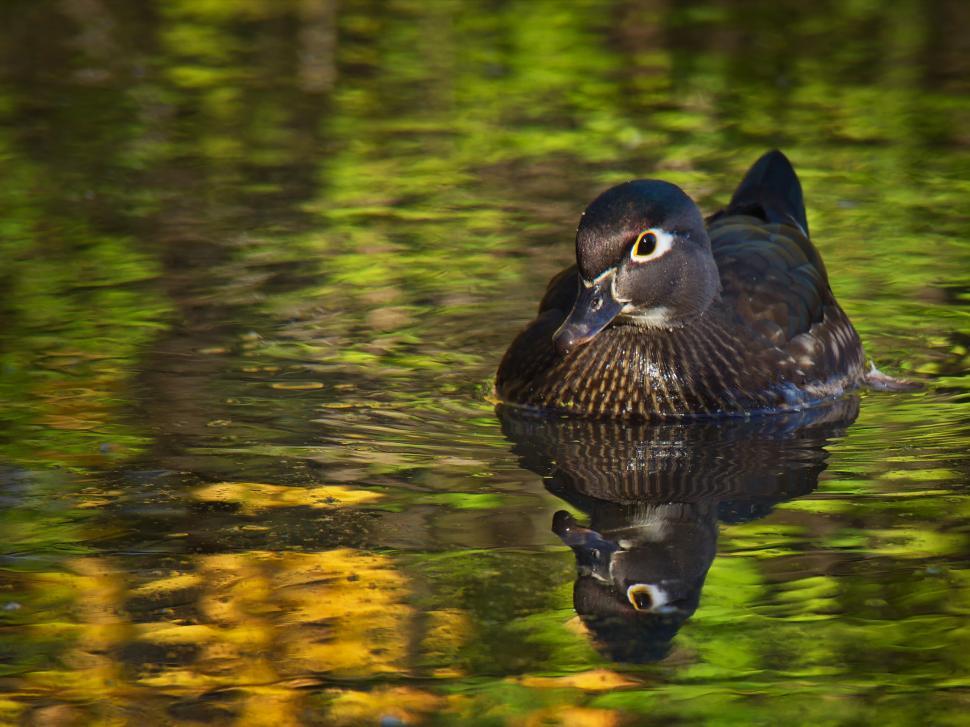 Free Image of Duck calmly floating on a golden pond 