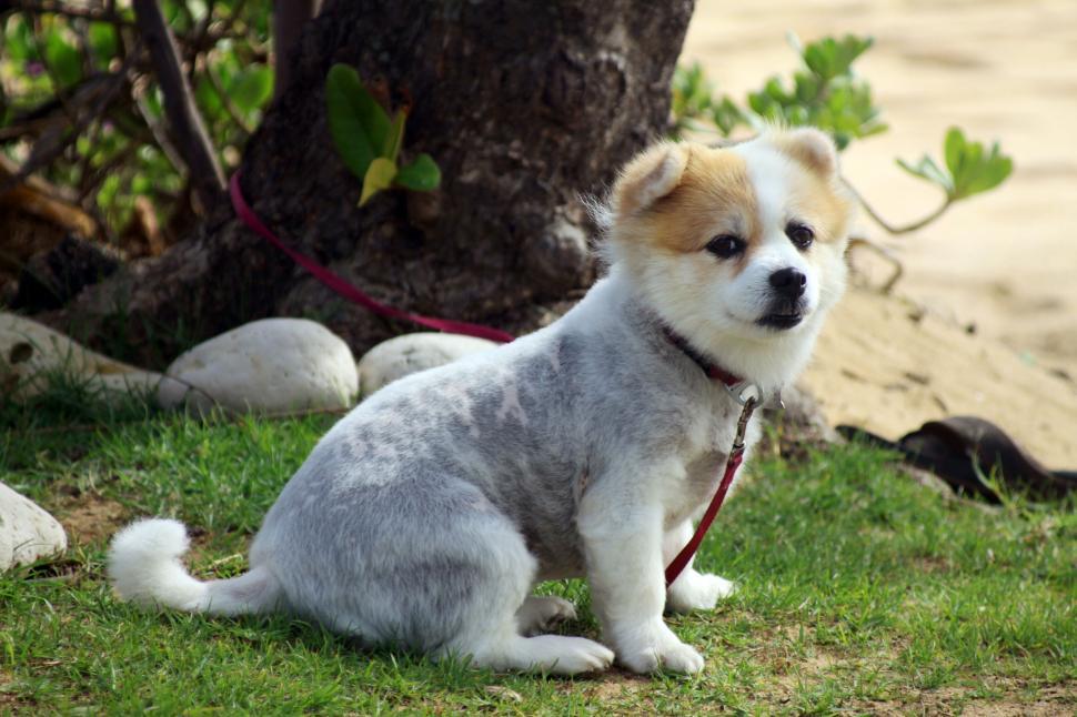 Free Image of Cat on Leash Sitting Outdoors 