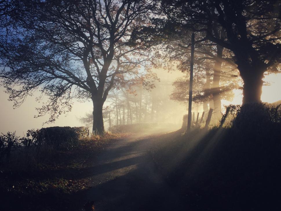 Free Image of Sunlit forest path with autumn leaves 