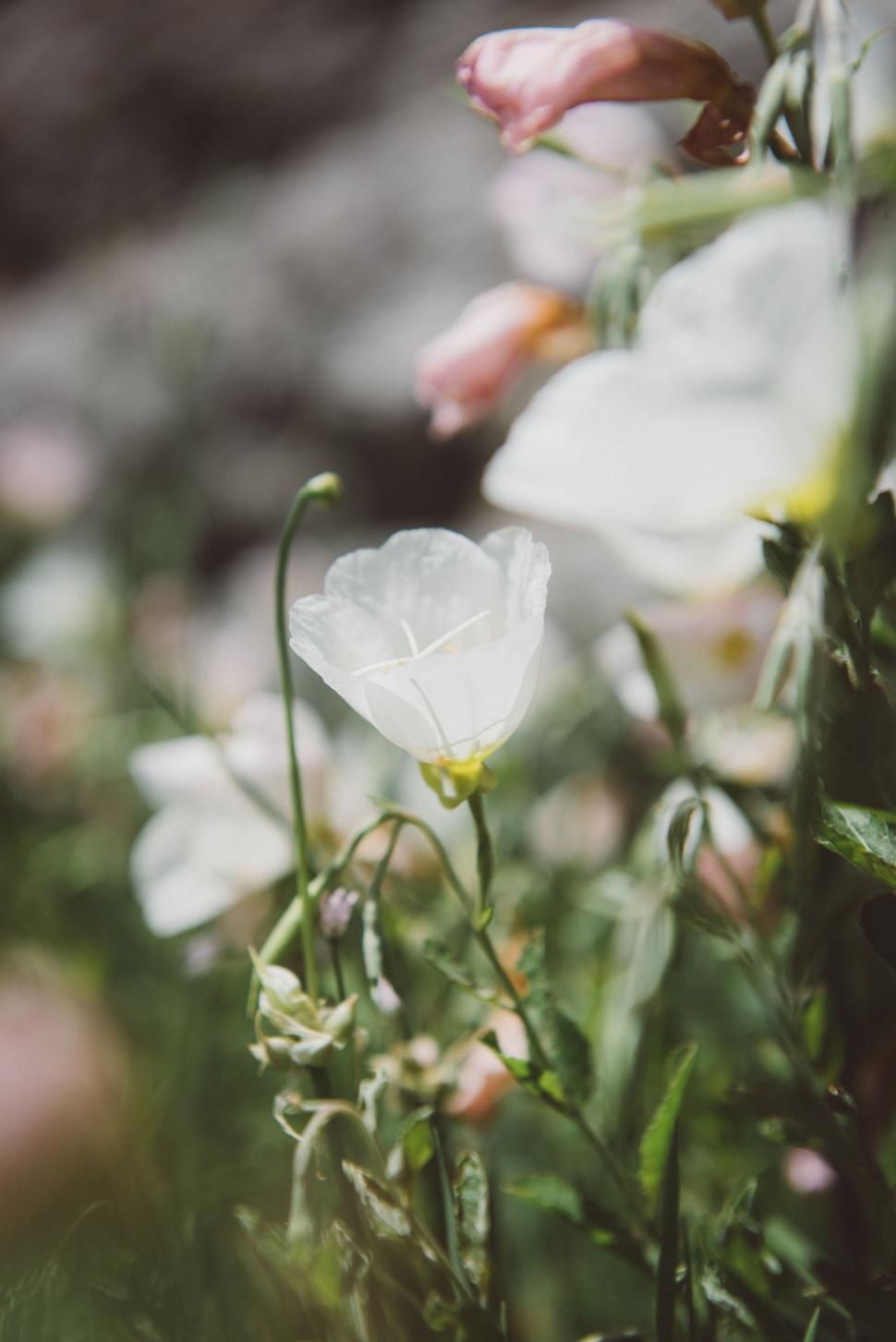 Free Image of Close-up of white bloom among pink flowers 