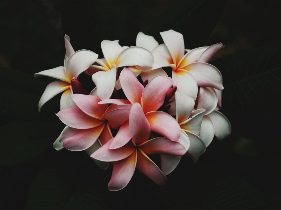 Free Image of Dark pink plumeria flowers on deep green leaves 