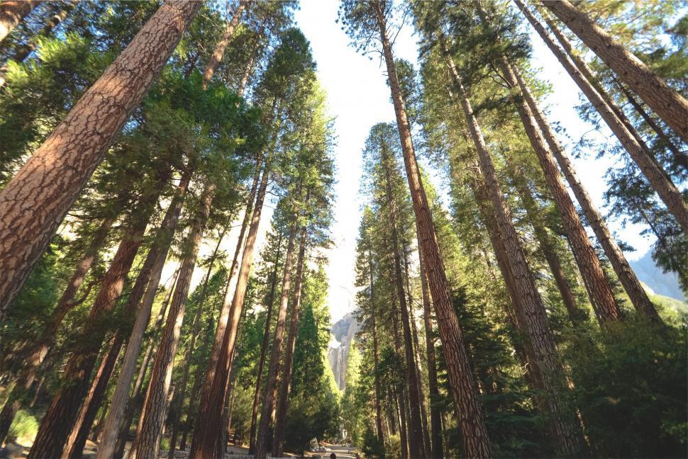 Free Image of Tall trees in a lush forest landscape 
