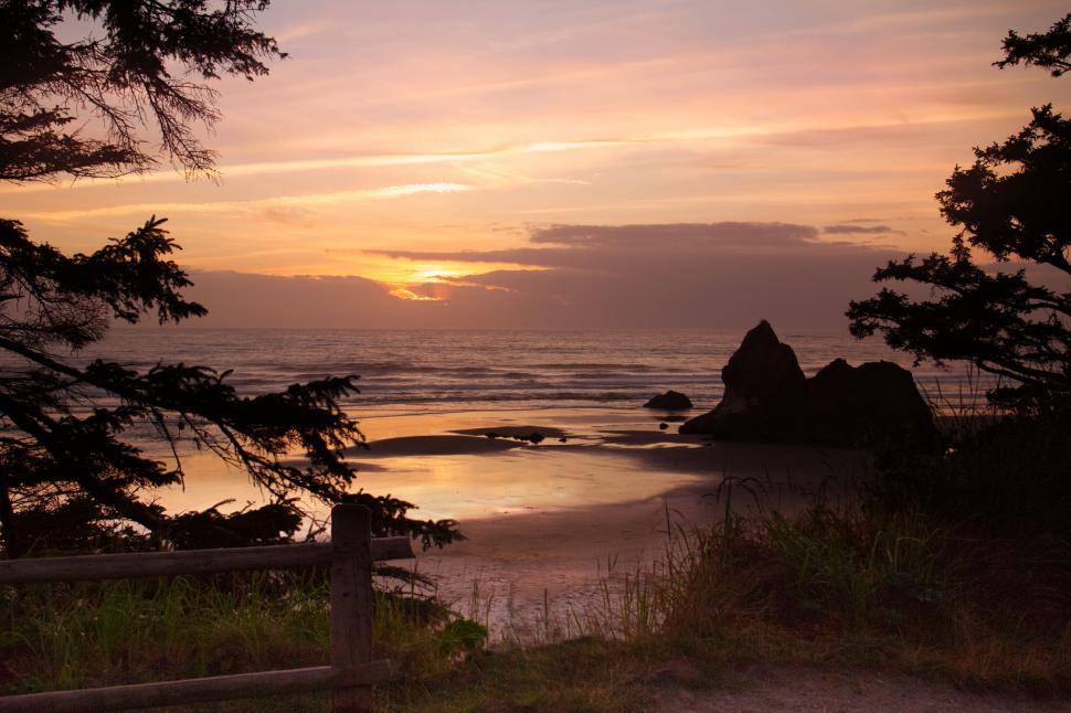 Free Image of Beach sunset with silhouetted foliage 
