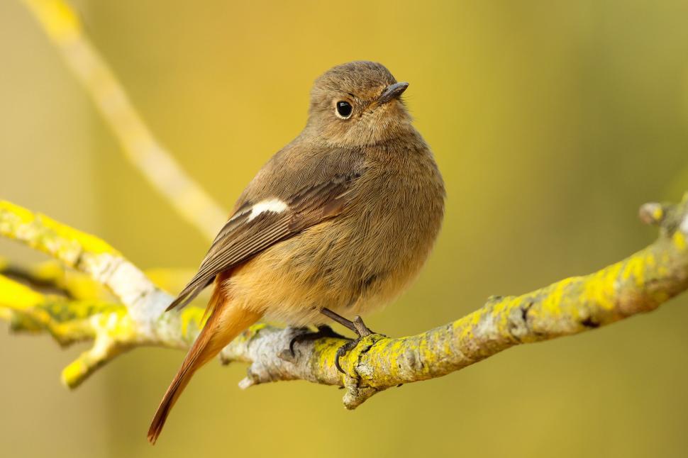 Free Image of Perched bird on a yellow branch in nature 