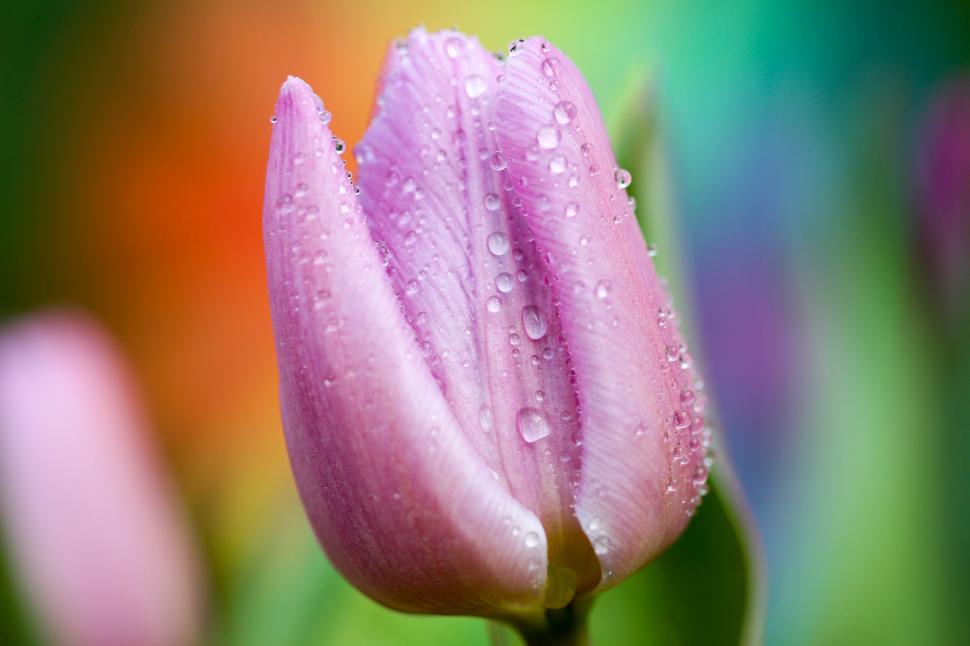 Free Image of Close-up pink tulip with raindrops 
